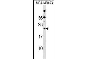 POLR2D Antibody (Center) (ABIN1538451 and ABIN2848853) western blot analysis in MDA-M cell line lysates (35 μg/lane). (POLR2D 抗体  (AA 51-79))