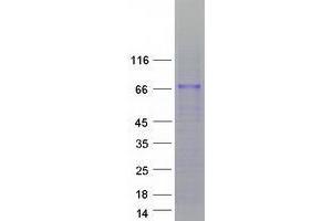 Validation with Western Blot (ZNF205 Protein (Transcript Variant 2) (Myc-DYKDDDDK Tag))