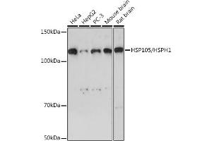 Western blot analysis of extracts of various cell lines, using HSP105/HSPH1 Rabbit mAb (ABIN7267566) at 1:1000 dilution. (HSPH1 抗体)