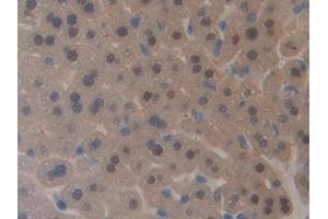 Detection of GAL4 in Mouse Liver Tissue using Polyclonal Antibody to Galectin 4 (GAL4) (GAL4 抗体  (AA 1-326))