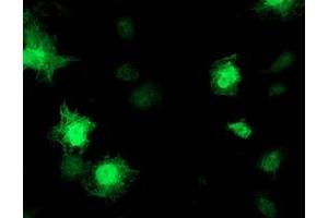 Anti-TOMM34 mouse monoclonal antibody (ABIN2454837) immunofluorescent staining of COS7 cells transiently transfected by pCMV6-ENTRY TOMM34 (RC201083). (TOMM34 抗体)