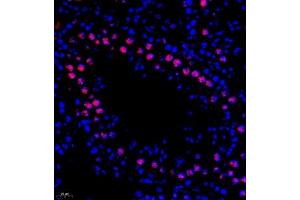 Immunofluorescence of paraffin embedded mouse testis using DNApoldelta3 (ABIN7075130) at dilution of 1:650 (400x lens) (POLD3 抗体)