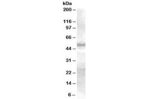 Western blot testing of human skin lysate with SMAD9 antibody at 0. (SMAD9 抗体)
