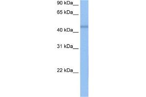 WB Suggested Anti-DKFZP564O0523 Antibody Titration:  0. (C7orf64 抗体  (C-Term))