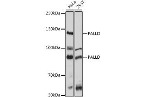 Western blot analysis of extracts of various cell lines, using PALLD antibody  at 1:1000 dilution. (PALLD 抗体  (AA 383-672))