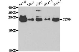 Western blot analysis of extracts of various cell lines, using CD99 antibody. (CD99 抗体)