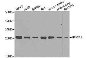 Western blot analysis of extracts of various cell lines, using HMGB1 antibody (ABIN5971378) at 1/1000 dilution. (HMGB1 抗体)