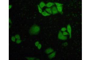IHC-P analysis of HeLa cells, with FITC staining. (Caspase 8 抗体  (AA 385-479))