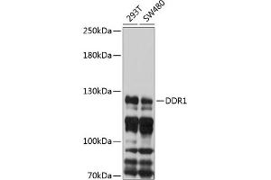 Western Blotting (WB) image for anti-Discoidin Domain Receptor tyrosine Kinase 1 (DDR1) (AA 290-420) antibody (ABIN6139471)