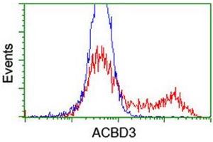 HEK293T cells transfected with either RC208434 overexpress plasmid (Red) or empty vector control plasmid (Blue) were immunostained by anti-ACBD3 antibody (ABIN2455835), and then analyzed by flow cytometry. (ACBD3 抗体)