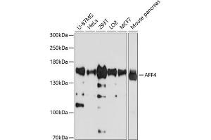 Western blot analysis of extracts of various cell lines, using  antibody (ABIN1678597, ABIN3019123, ABIN3019124 and ABIN6220725) at 1:1000 dilution. (AFF4 抗体  (AA 1-220))