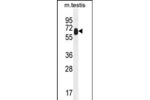 TTC39B Antibody (C-term) (ABIN654972 and ABIN2844610) western blot analysis in mouse testis tissue lysates (35 μg/lane). (TTC39B 抗体  (C-Term))