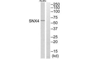 Western Blotting (WB) image for anti-Sorting Nexin 4 (SNX4) (Internal Region) antibody (ABIN1852218) (Sorting Nexin 4 抗体  (Internal Region))