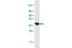 Western Blot detection against Immunogen (36. (AIMP2 抗体  (AA 1-100))