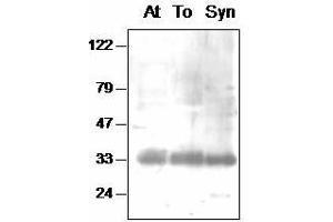 Western blot analysis of Arabidopsis (At), tobacco (To) chloroplast and Synechocystis (Syn) thylakoid proteins with anti- PsbA-int (D1-Int 抗体)