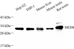 Western blot analysis of MED8 (ABIN7074582) at dilution of 1: 1000 (MED8 抗体)