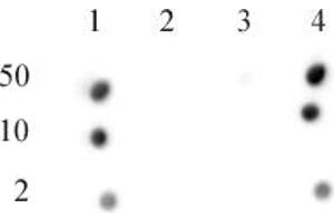 CENP-A phospho Ser18 antibody (pAb) tested by dot blot analysis. (CENPA 抗体  (pSer16, pSer18))
