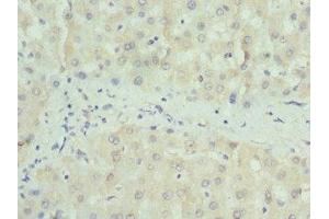Immunohistochemistry of paraffin-embedded human liver tissue using ABIN7160326 at dilution of 1:100 (PAICS 抗体  (AA 176-425))
