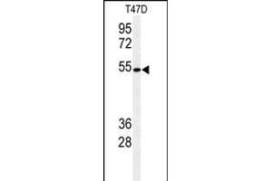 Western blot analysis of KTEL1 Antibody (C-term) (ABIN653630 and ABIN2842982) in T47D cell line lysates (35 μg/lane). (POGLUT1 抗体  (C-Term))