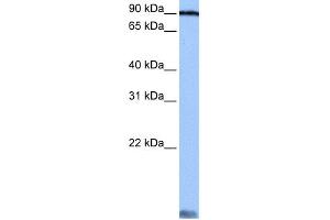 WB Suggested Anti-AARS Antibody Titration:  0. (AARS 抗体  (C-Term))