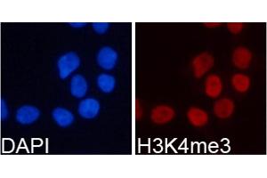 Immunofluorescence analysis of 293T cells using Trimethyl-Histone H3-K4 antibody (ABIN5969804). (Histone 3 抗体  (H3K4me3))