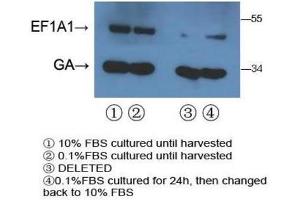 Western Blotting (WB) image for anti-Eukaryotic Translation Elongation Factor 1 alpha 1 (EEF1A1) antibody (ABIN3002704) (eEF1A1 抗体)