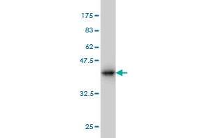 Western Blot detection against Immunogen (36. (Neuregulin 2 抗体  (AA 116-215))