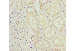 Immunohistochemistry of paraffin-embedded human kidney tissue using ABIN7156314 at dilution of 1:100 (INPP5K 抗体  (AA 149-448))