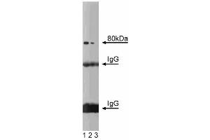 Western blot analysis of CD98HC on rat liver lysate. (SLC3A2 抗体  (AA 9-204))