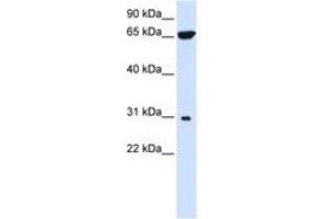Image no. 1 for anti-Protein tyrosine Phosphatase-Like A Domain Containing 2 (PTPLAD2) (AA 72-121) antibody (ABIN6740888) (PTPLAD2 抗体  (AA 72-121))