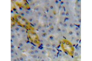 Used in DAB staining on fromalin fixed paraffin-embedded Kidney tissue (Granulin 抗体  (AA 234-419))