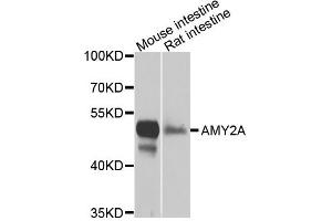 Western blot analysis of extracts of various cells, using AMY2A antibody. (AMY2A 抗体)