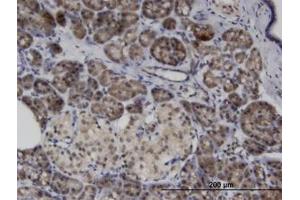 Image no. 1 for anti-Ankyrin Repeat and SOCS Box Containing 8 (ASB8) (AA 179-289) antibody (ABIN599610) (ASB8 抗体  (AA 179-289))