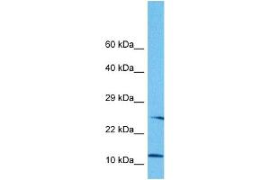 Host:  Rabbit  Target Name:  NNAT  Sample Tissue:  Human HepG2 Whole Cell  Antibody Dilution:  1ug/ml (Neuronatin (NNAT) (Middle Region) 抗体)