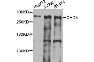 Western blot analysis of extracts of various cells, using CHD3 antibody. (CHD3 抗体)