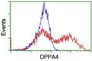 Image no. 2 for anti-Developmental Pluripotency Associated 4 (DPPA4) (AA 9-254) antibody (ABIN1491699) (DPPA4 抗体  (AA 9-254))