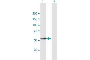 Western Blot analysis of IFIT5 expression in transfected 293T cell line by IFIT5 MaxPab polyclonal antibody. (IFIT5 抗体  (AA 1-482))