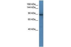 Image no. 1 for anti-SLIT-ROBO rho GTPase Activating Protein 1 (SRGAP1) (AA 673-720) antibody (ABIN6746511)