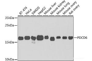 Western blot analysis of extracts of various cell lines using PDCD6 Polyclonal Antibody at dilution of 1:1000. (PDCD6 抗体)