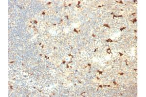 Formalin-fixed, paraffin-embedded human Tonsil stained with CD68 Mouse Monoclonal Antibody (C68/2709). (CD68 抗体  (AA 150-221))