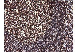 Image no. 1 for anti-Non-POU Domain Containing, Octamer-Binding (NONO) (AA 184-385) antibody (ABIN1491072) (NONO 抗体  (AA 184-385))