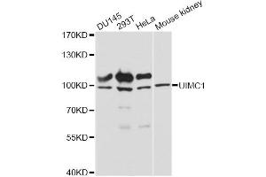 Western blot analysis of extracts of various cell lines, using UIMC1 antibody (ABIN6291037) at 1:3000 dilution. (UIMC1 抗体)