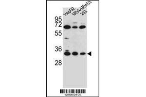 Western blot analysis in HepG2,MDA-MB453,293 cell line lysates (35ug/lane). (OR2T3 抗体  (C-Term))