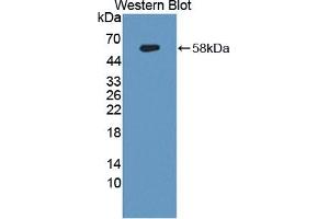 Detection of Recombinant ANXA11, Human using Polyclonal Antibody to Annexin A11 (ANXA11) (Annexin A11 抗体  (AA 1-505))