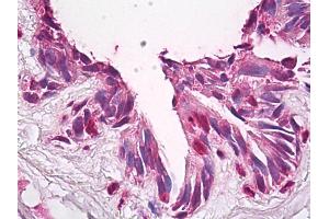 Anti-FUZ / FY antibody IHC of human lung. (FUZ 抗体  (AA 338-355))