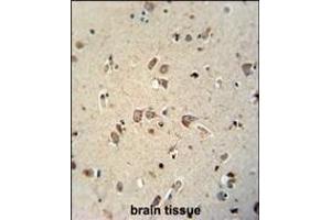 NI antibody (N-term) (ABIN654036 and ABIN2843947) immunohistochemistry analysis in formalin fixed and paraffin embedded human brain tissue followed by peroxidase conjugation of the secondary antibody and DAB staining. (NIPAL4 抗体  (N-Term))