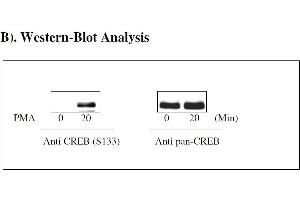 CREB1 ELISA 试剂盒