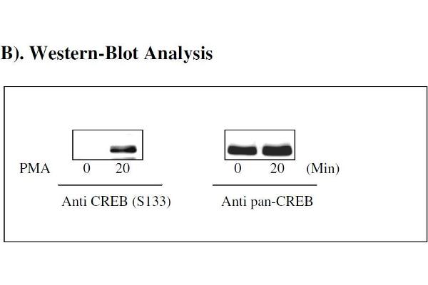 CREB1 ELISA 试剂盒