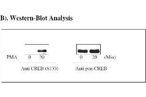 Image no. 4 for cAMP Responsive Element Binding Protein 1 (CREB1) ELISA Kit (ABIN1981736) (CREB1 ELISA 试剂盒)