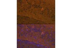 Immunofluorescence analysis of mouse brain cells using GluR1/GRI Rabbit pAb (826) at dilution of 1:100 (40x lens). (Glutamate Receptor 1 抗体  (AA 19-300))